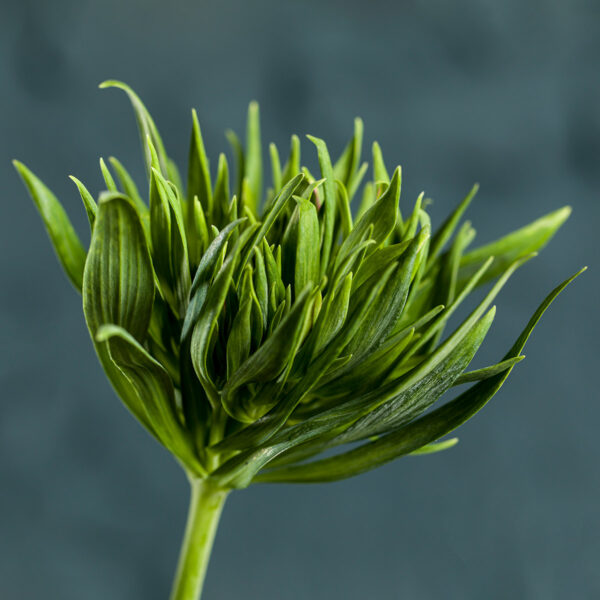 Discover the New Alstroemeria Green Planet