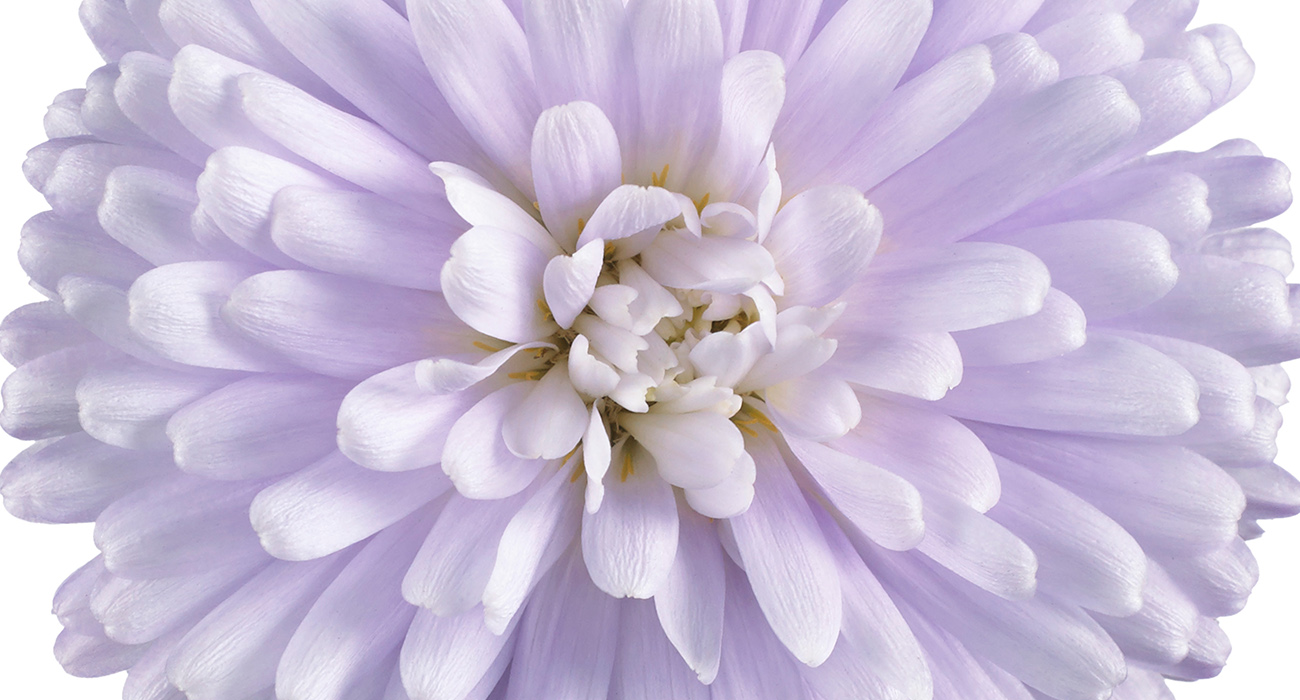 aster-showmakers-lilac-sunset-plant-on-thursd-header
