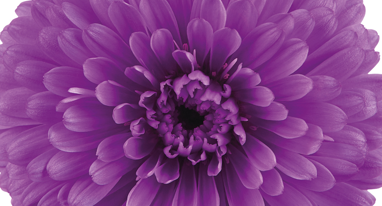 aster-showmakers-pretty-pink-plant-on-thursd-header