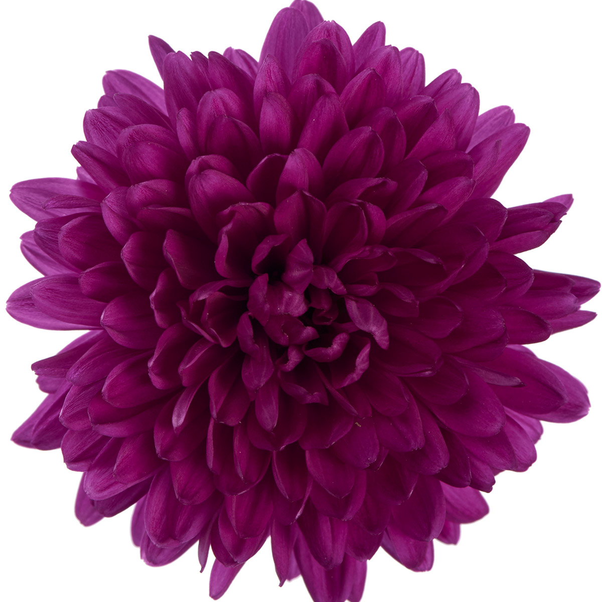 Aster Showmakers® Magenta - Product onThursd