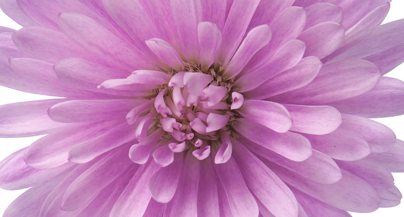 aster-showmakers-baby-pink-plant-on-thursd-header