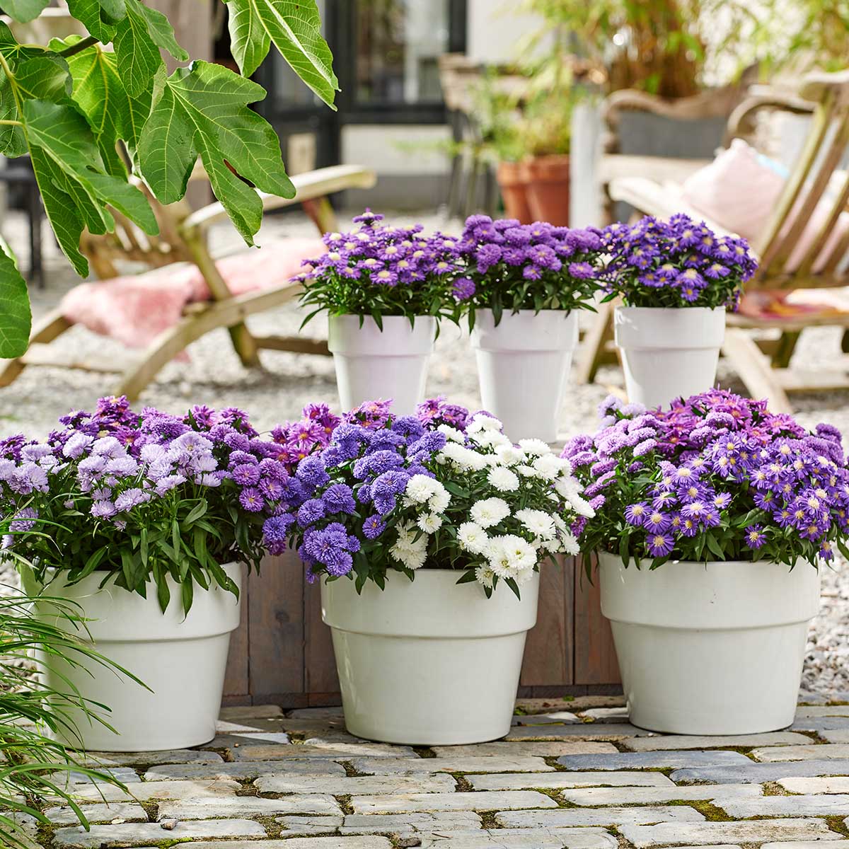 aster-showmakers-baby-pink-plant-on-thursd-feature