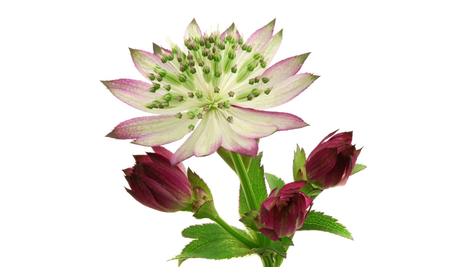 astrantia-star-of-promise®-cut-flower-on-thursd-facebook