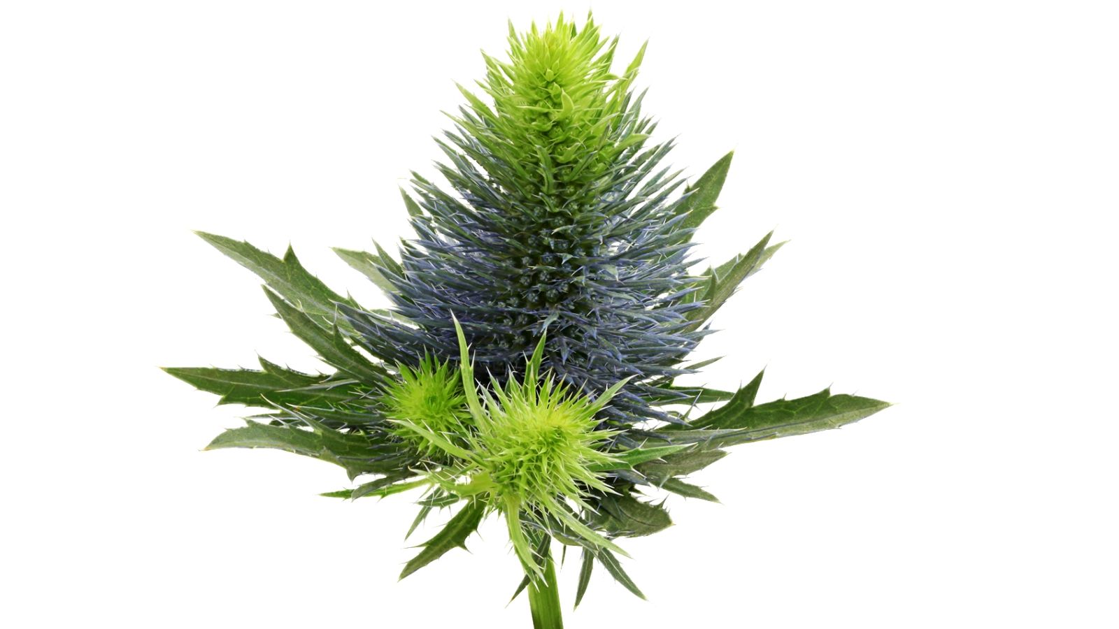 Eryngium Supernova Questar® Product onThursd