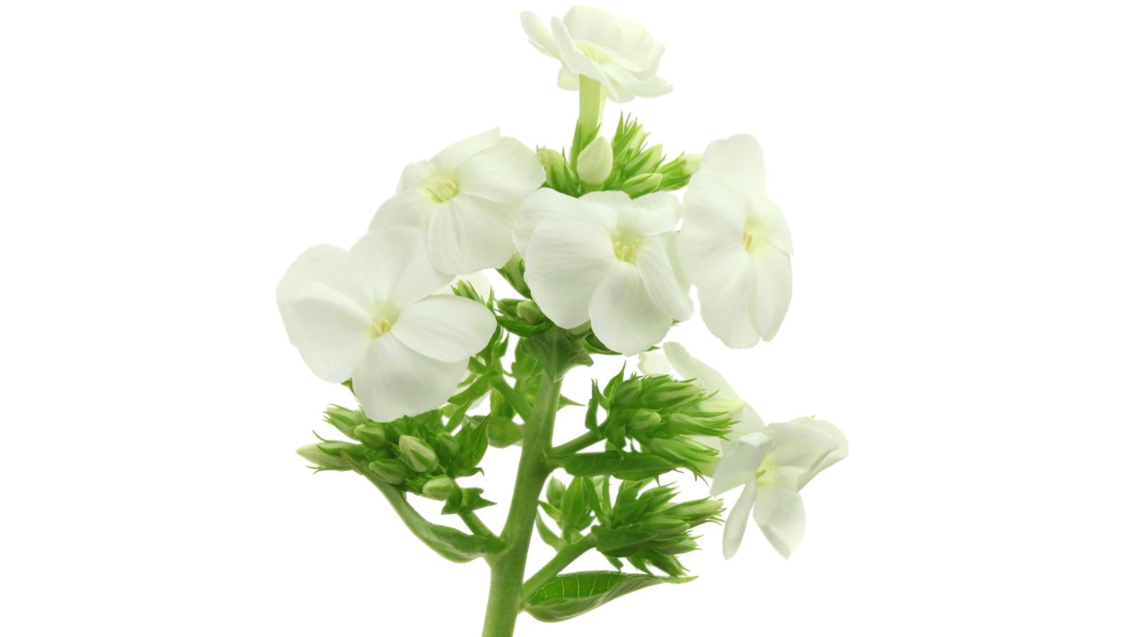 phlox-paniculata-grp-icecap-cut-flower-on-thursd-facebook