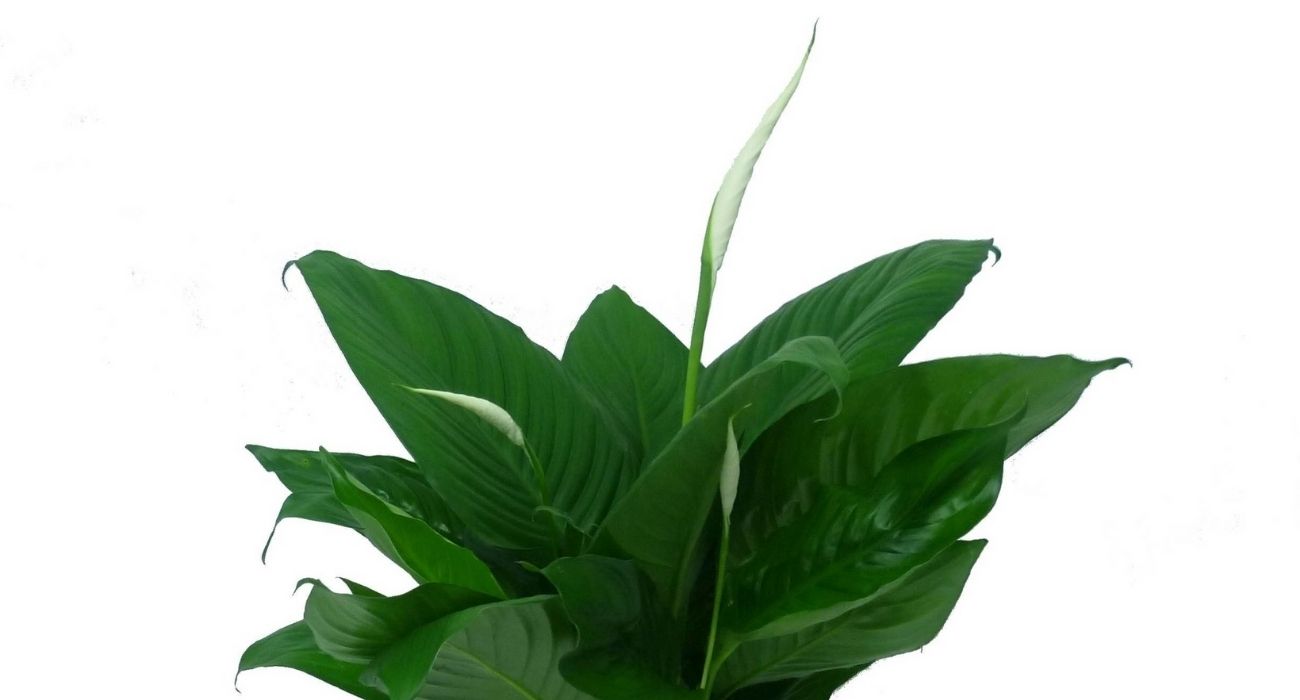 spathiphyllum-lima-flowering-indoor-plant-on-thursd-header