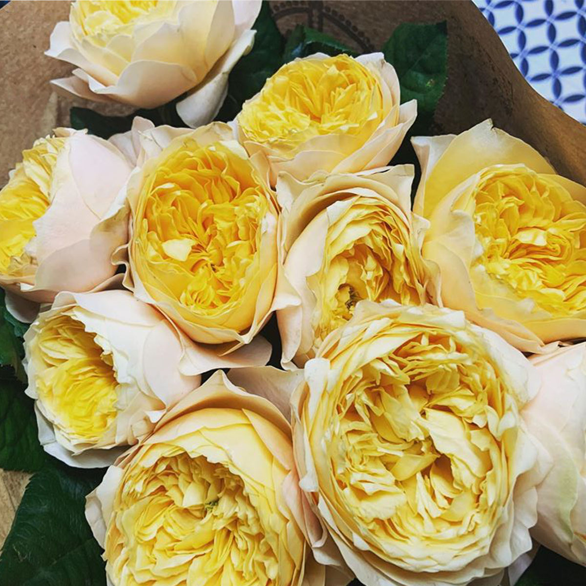 Rose Golden Vuvuzela - Product onThursd