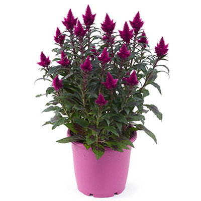 Celosia Deep Purple Caracas