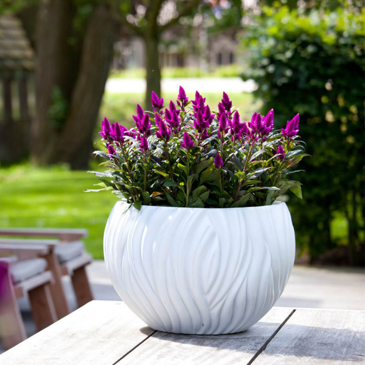 Celosia Deep Purple Caracas - Product on Thursd
