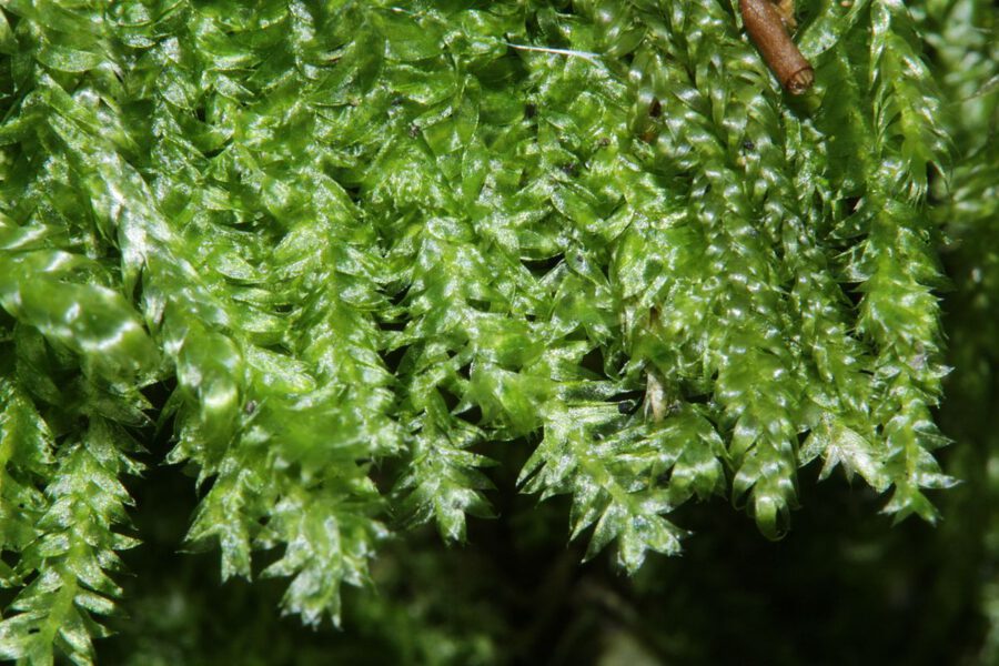 Flat Moss aka Plagiothecium on Thursd