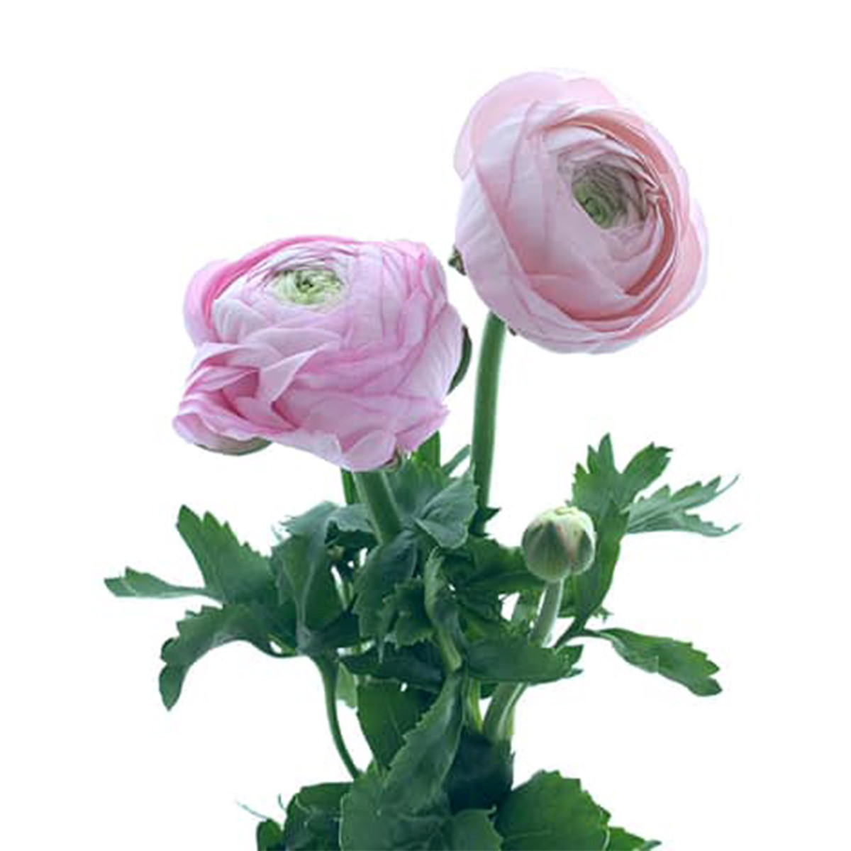 Ranunculus Amandine Marshmallow Product onThursd