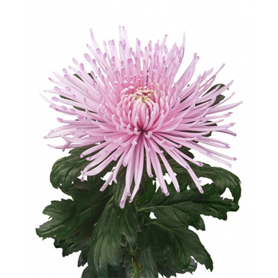 Chrysanthemum Capriool