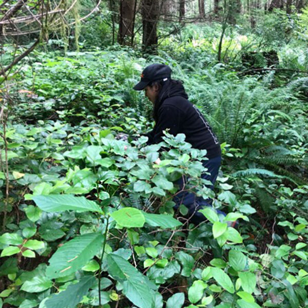 Wild Foliage Harvesting on Thursd