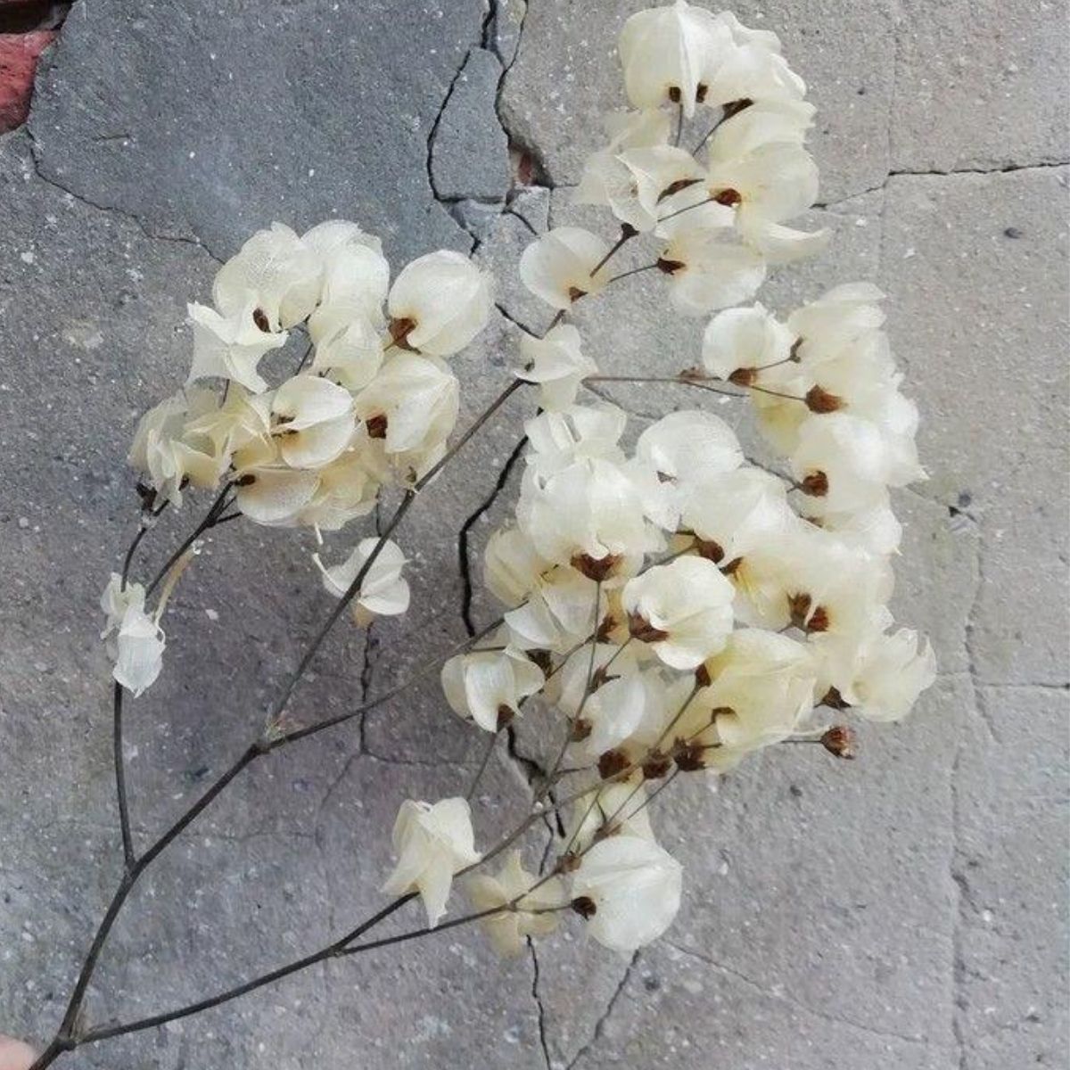 Bougainvillea - Thursd.com product header image