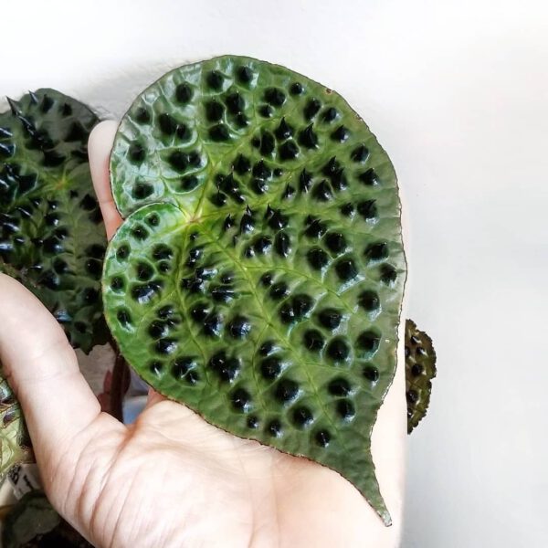 The Spikey Looks of The Begonia Ferox Can be Deceiving -amazing_plants_ leaf - on thursd