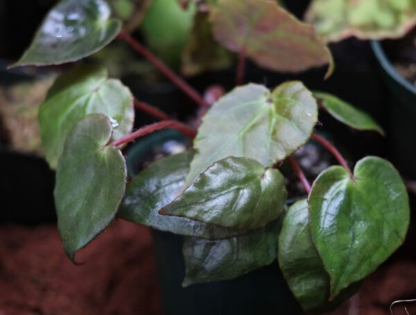 Young Begonia Ferox 