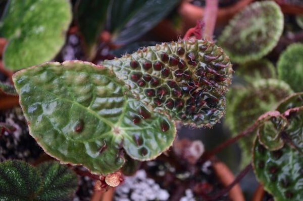 Older leaves of Begonia Ferox 