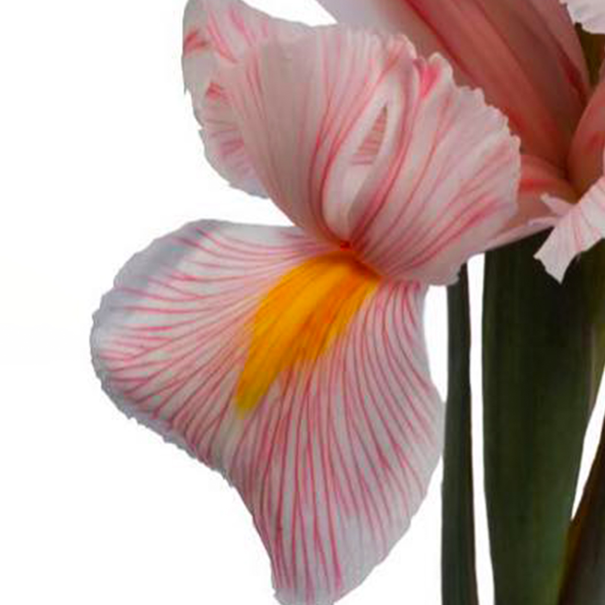 Iris Scarlett - Thursd.com product header image