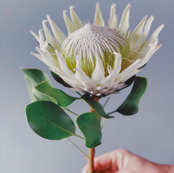 A King Flower that Screams Contrast - king protea white @kafekytka - on thursd