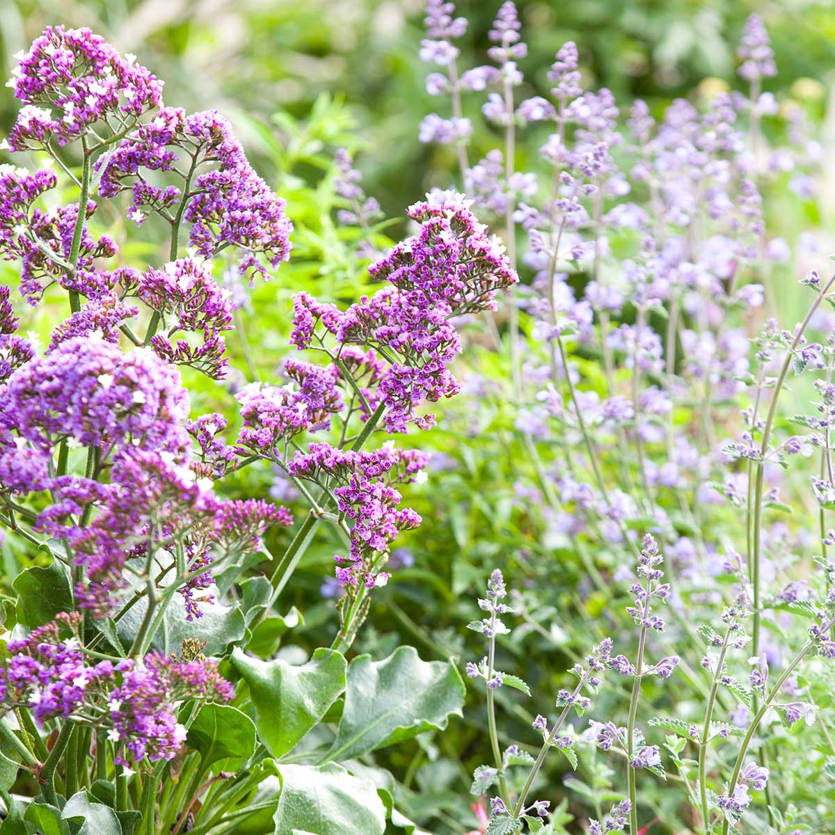 limonium-salt-lake-plant-on-thursd-feature