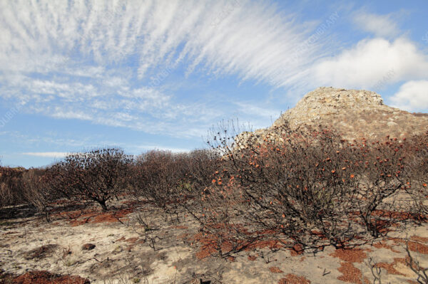 Scorched protea plants after wildfire