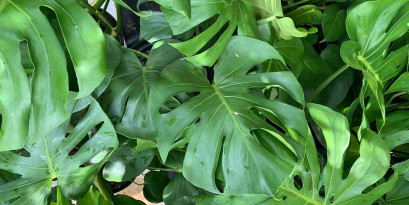 Monstera deliciosa