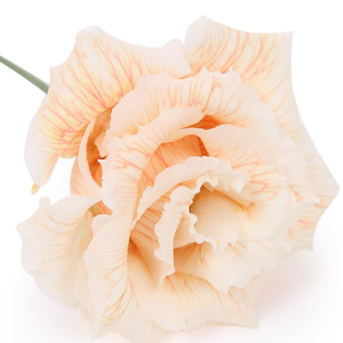Lisianthus Heavenly Peach