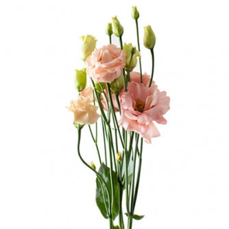 lisianthus-sabrina-orange