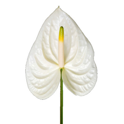 Anthurium Moments - Product onThursd