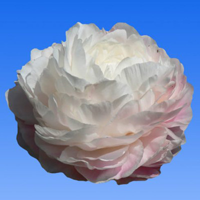 Peony Dynasty