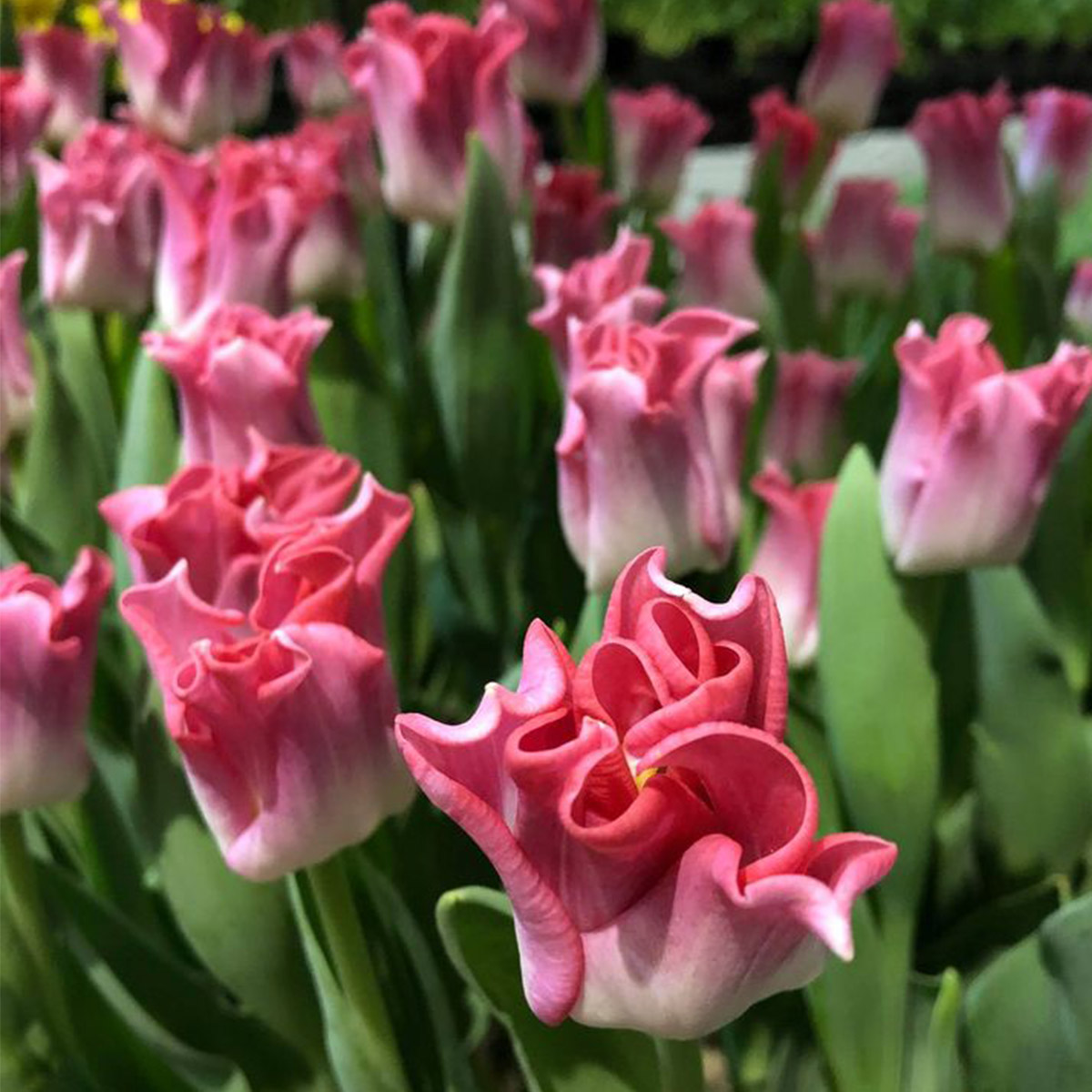 Tulip Crown of Dynasty