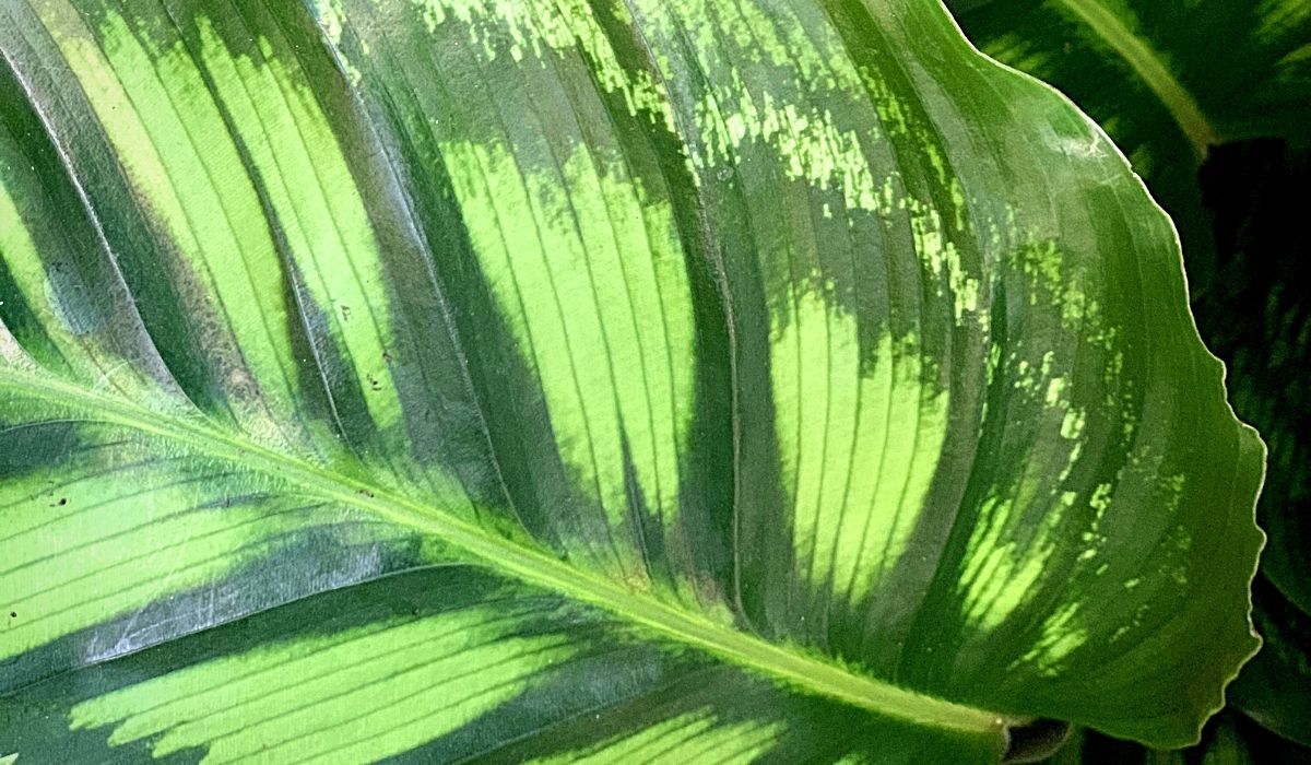 calathea-flamestar-indoor-green-plants-on-thursd-header
