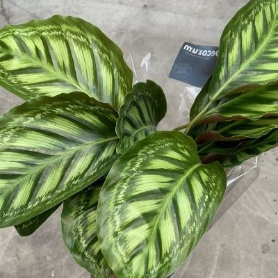 Calathea Flamestar - Product on Thursd