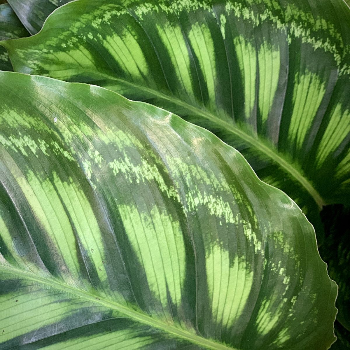 Calathea Flamestar