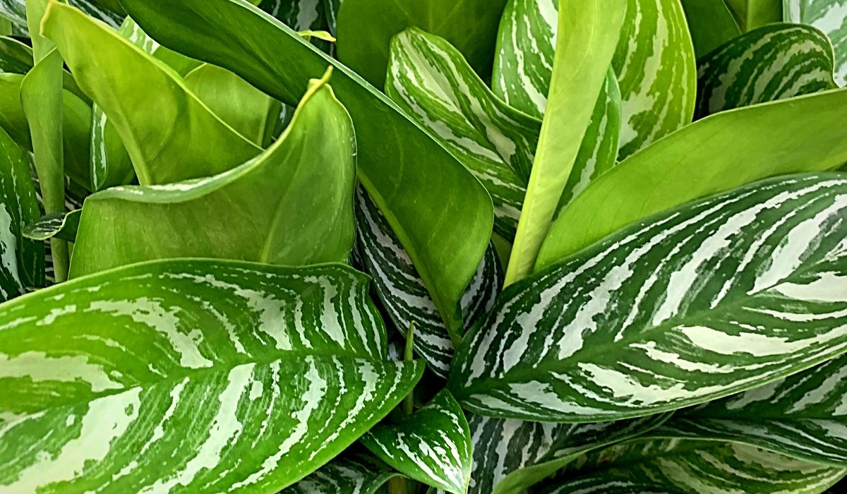 aglaonema-stripes-indoor-green-plants-on-thursd-header