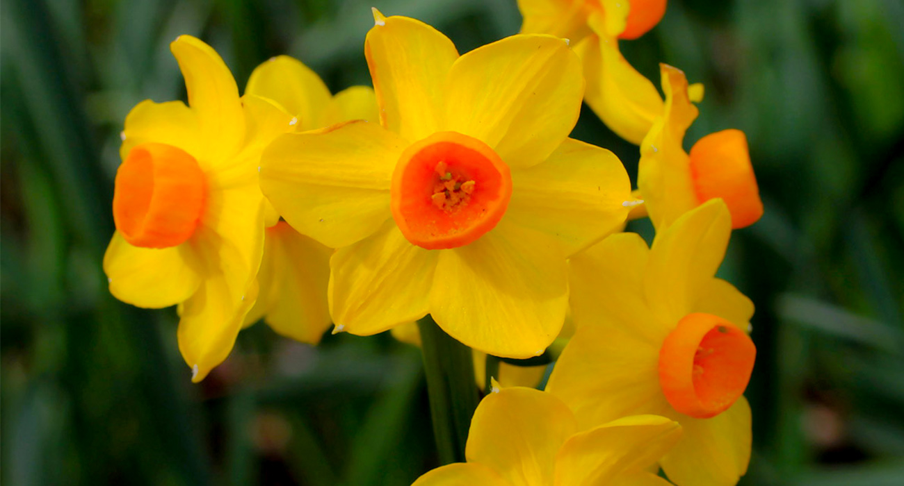 narcissus-grand-soleil-d-or-product-on-thursd-header
