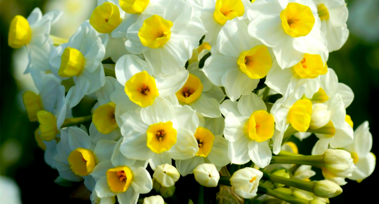 narcissus-avalanche-product-on-thursd-header
