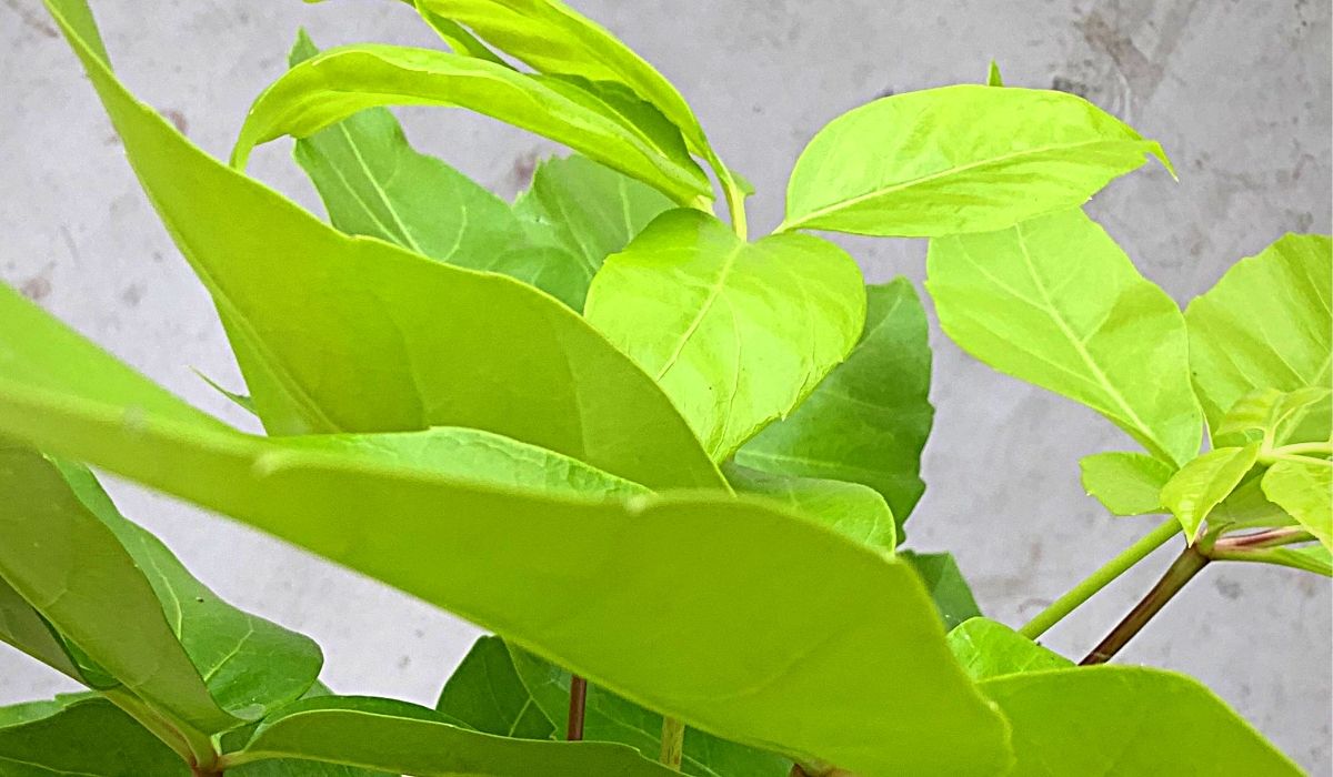 schefflera-amate-lime-soleil-indoor-green-plant-on-thursd-header