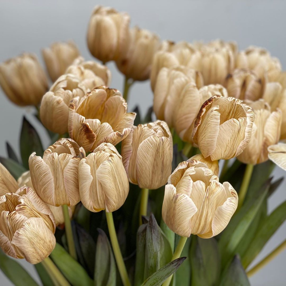 12 Flowers in earthy hues Tulip Soft Caramel