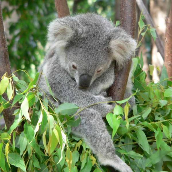 Premium Greens on Thursd Koala-in-tree