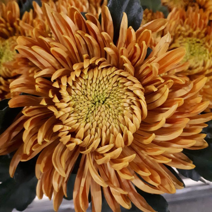 Princess Armgard Bronze Chrysanthemum