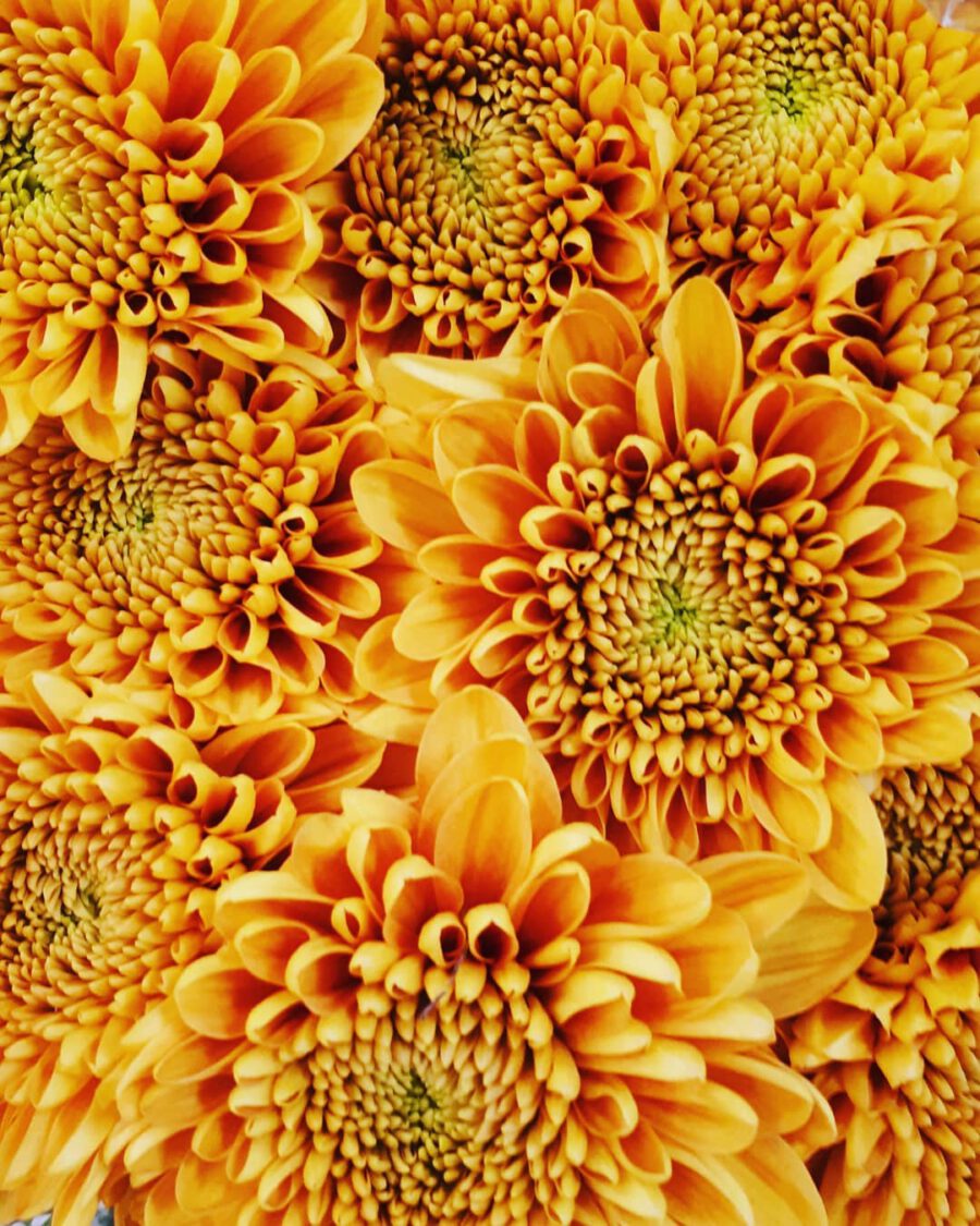 12 Flowers in earthy hues Willem Orange Chrysanthemum