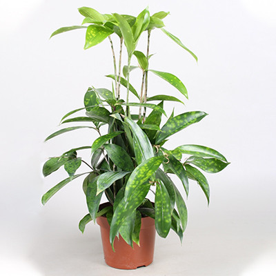 Dracaena Surculosa - Product on Thursd