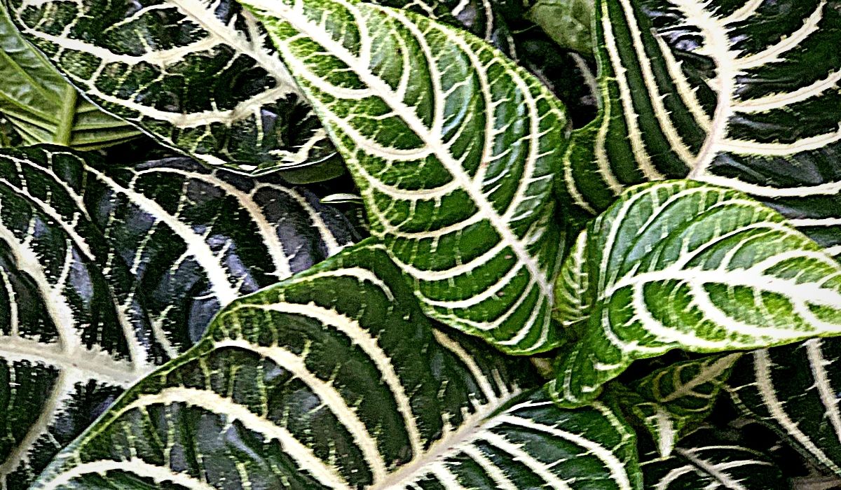 aphelandra-squarrosa-indoor-green-plant-on-thursd-header