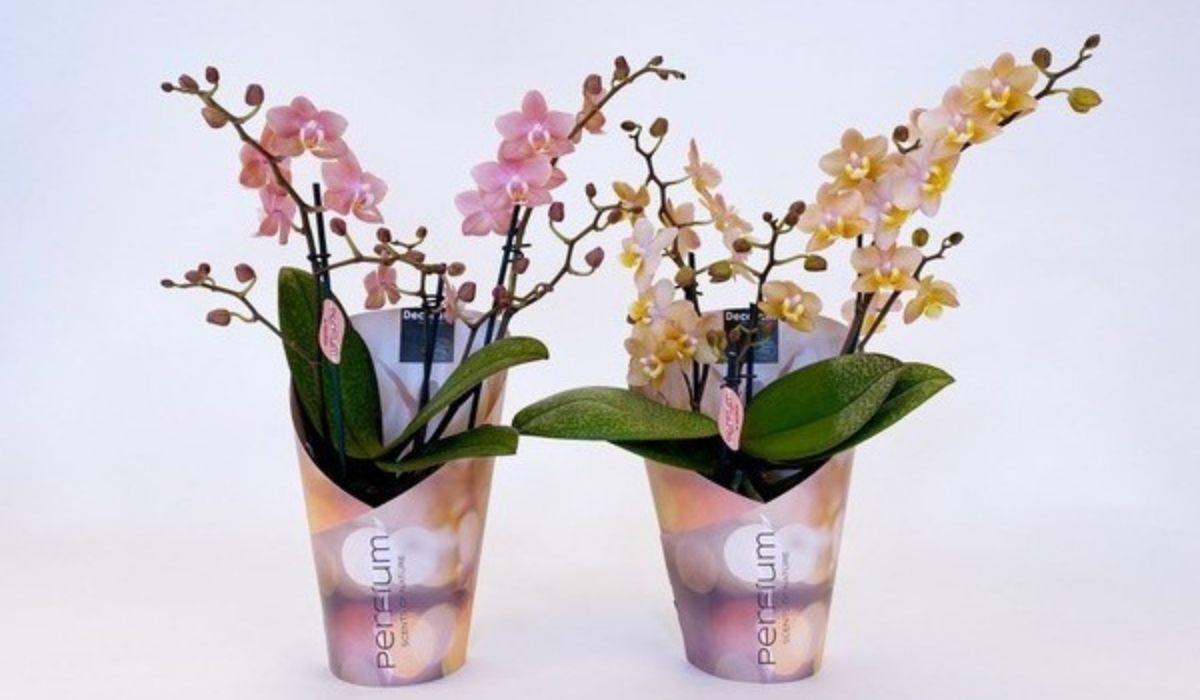 perfium-scented-orchids-2-sorts-header-decorum-sion-and-duijn-hove-on-thursd