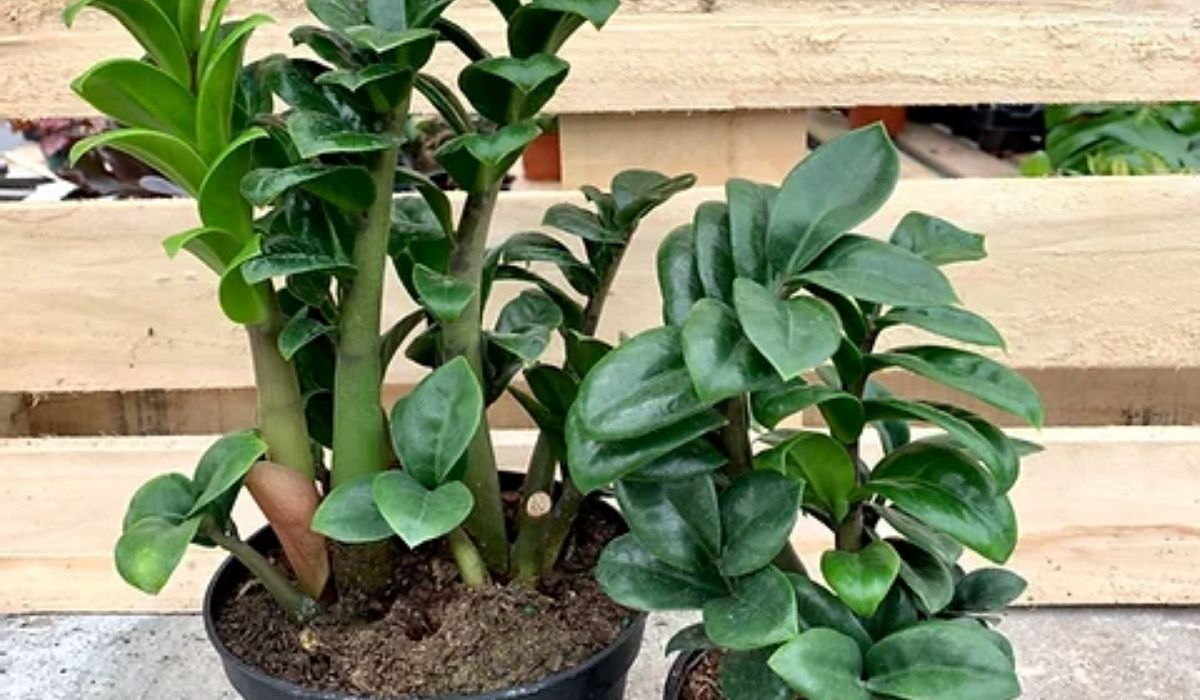 zamioculcas-zenzi-indoor-green-plants-on-thursd-header