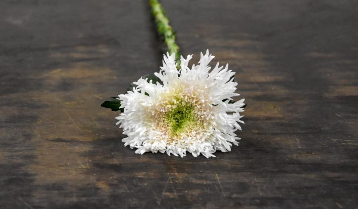 chrysanthemum-etrusko-white-cut-flowers-on-thursd-header