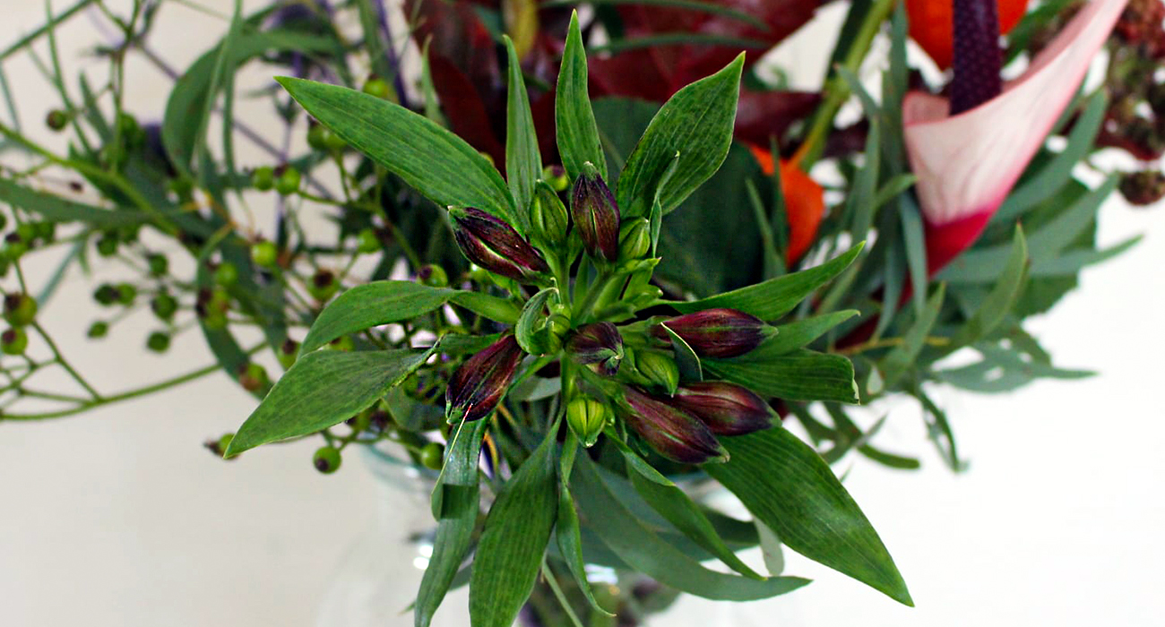 alstroemeria-nirvana-cut-flower-on-thursd-header