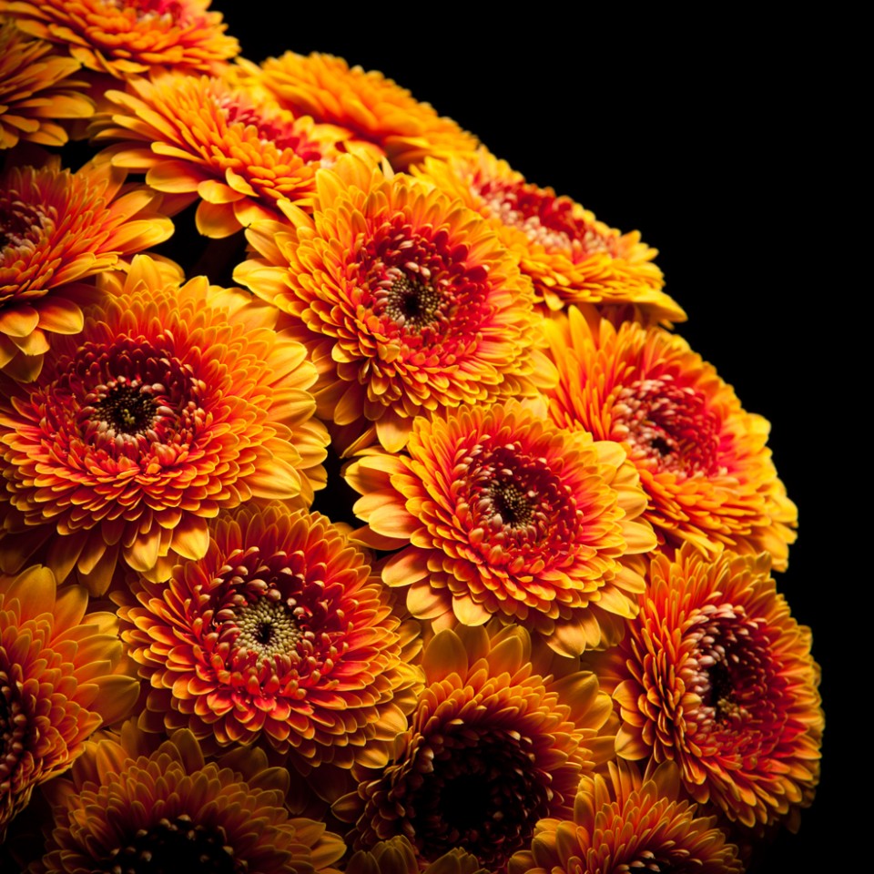 12 Flowers in earthy hues Gerbera Gerponi Bonita
