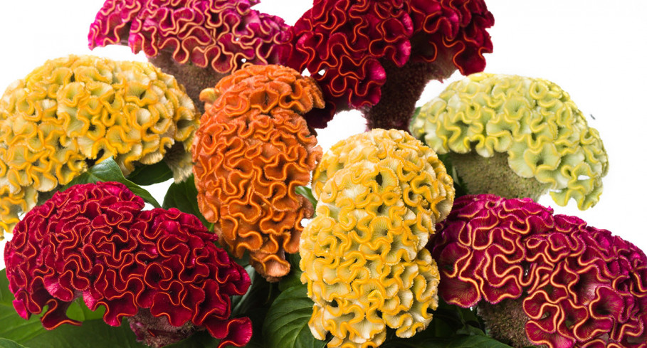 Celosia Act Dara Velvet - Product onThursd